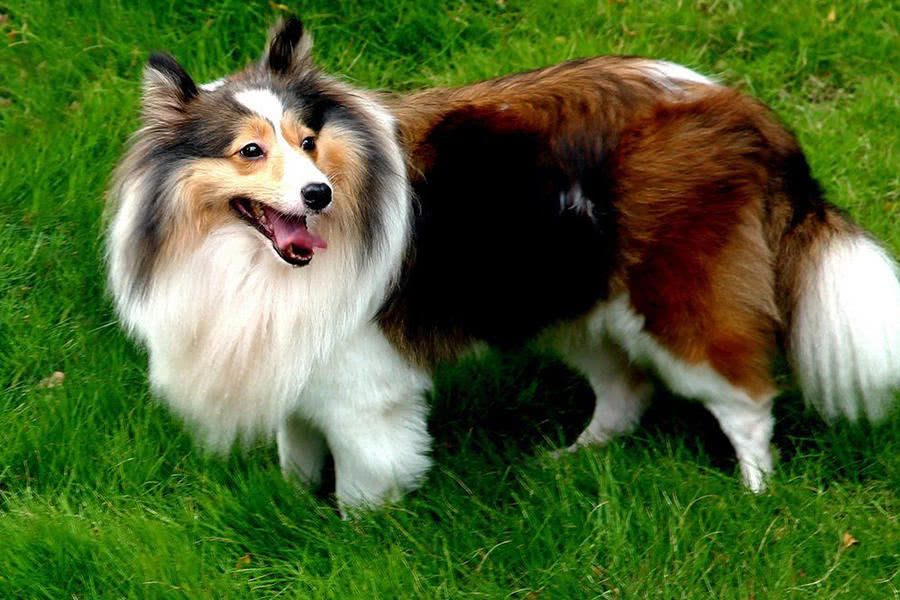 狗狗犬瘟能吃什么？